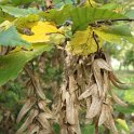 Carpinus betulus fruit